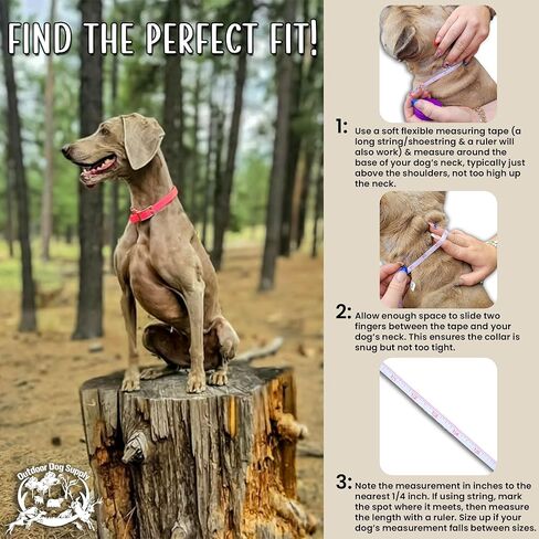 1" Pink Camo D-Ring & Center O-Ring Dog Collar with Custom 3/4" Brass Nameplate | Durable, Odor-Resistant, Adjustable for Medium & Large Dogs, USA-Made (21") in Kuwait