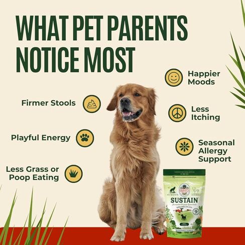 Gussy's Gut Sustain Bioavailable Fermented Prebiotic Supplement Powder for Dog Gut, Digestive & Overall Health- 9 Human Grade Ingredients – Gussy’s Maintain Phase (7.5 Oz) in Saudi Arabia