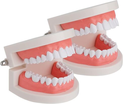 نموذج الأسنان القياسي من Faruijie - نموذج فم الأسنان نموذج الأسنان البشرية نموذج تنظيف الأسنان لتعليم الدراسة in Kuwait