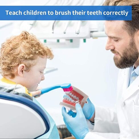 نموذج الأسنان القياسي من Faruijie - نموذج فم الأسنان نموذج الأسنان البشرية نموذج تنظيف الأسنان لتعليم الدراسة in Kuwait