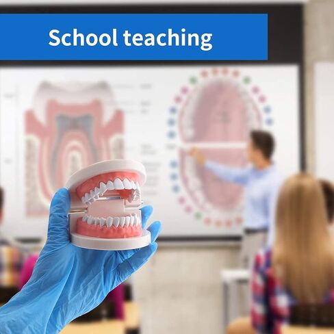 نموذج الأسنان القياسي من Faruijie - نموذج فم الأسنان نموذج الأسنان البشرية نموذج تنظيف الأسنان لتعليم الدراسة in Kuwait