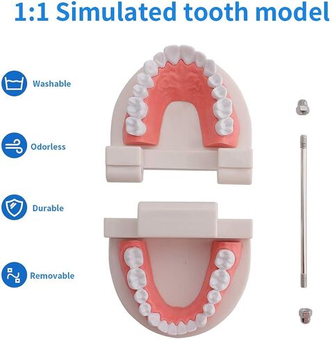 نموذج الأسنان القياسي من Faruijie - نموذج فم الأسنان نموذج الأسنان البشرية نموذج تنظيف الأسنان لتعليم الدراسة in Kuwait