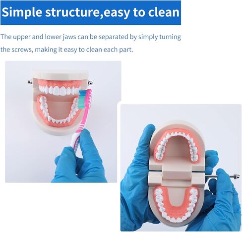 نموذج الأسنان القياسي من Faruijie - نموذج فم الأسنان نموذج الأسنان البشرية نموذج تنظيف الأسنان لتعليم الدراسة in Kuwait