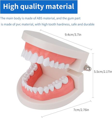 نموذج الأسنان القياسي من Faruijie - نموذج فم الأسنان نموذج الأسنان البشرية نموذج تنظيف الأسنان لتعليم الدراسة in Kuwait