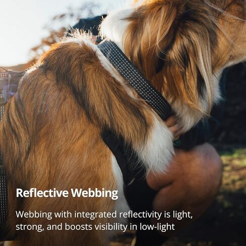 Ruffwear, Ridgeline Dog Collar, Reflective Webbing, Magnetic Buckle, One-Hand On/Off, Aluminum V-Ring, Separate ID Tag Ring with Silicone Silencer, Low-Bulk 3-Bar Adjuster, Obsidian Black, 14"-20" in Saudi Arabia