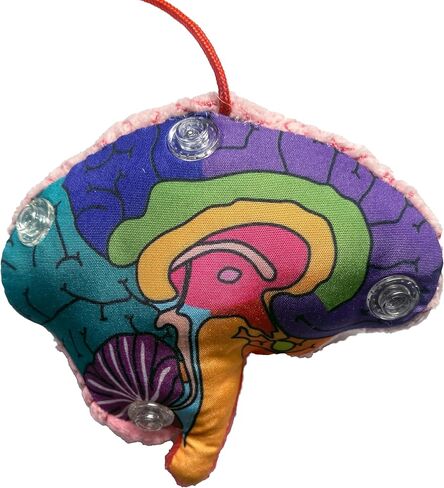 GIANT MICROBES Brain Model Plush Keychain، نماذج التشريح، هدايا علم الأعصاب، هدايا علم النفس، نموذج الدماغ ثلاثي الأبعاد، سحر الحقيبة in Saudi Arabia