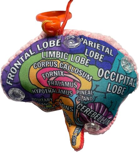 GIANT MICROBES Brain Model Plush Keychain، نماذج التشريح، هدايا علم الأعصاب، هدايا علم النفس، نموذج الدماغ ثلاثي الأبعاد، سحر الحقيبة in Saudi Arabia