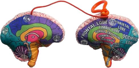 GIANT MICROBES Brain Model Plush Keychain، نماذج التشريح، هدايا علم الأعصاب، هدايا علم النفس، نموذج الدماغ ثلاثي الأبعاد، سحر الحقيبة in Saudi Arabia