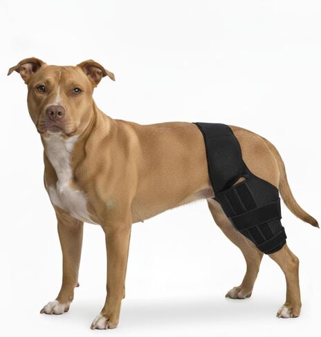 دعامة الركبة الخاصة بي للكلاب لدعم الرباط الصليبي الأمامي مع إصابة الرباط الصليبي، وآلام المفاصل وقرحة العضلات، والتعافي الأفضل، وأقواس الساق الخلفية القابلة للتعديل للكلاب، ودعامة الركبة للحيوانات الأليفة (صغير) in Kuwait