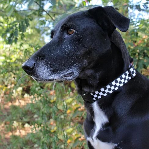 Checkered Pattern Dog Collar in Black & White - Adjustable Dog Collar for Boy and Girl Dogs with Quick Release Buckle by Limeloot, Large in Kuwait