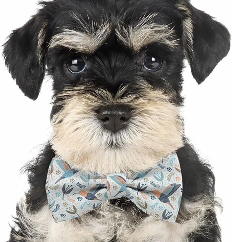 Adjustable Pre-tied bow tie for toddler Boys (Hummingbird Pattern) Elegant Cute Bowties for Dogs Cats Pets in Saudi Arabia