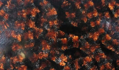 Hareline Dubbin Fly Fish Foice Small Stonefly Chenille Black/Ginger in Saudi Arabia