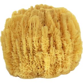 US Shell, 1 Piece, Sea Sponge, 7 to 8 inches