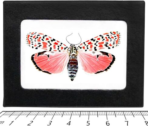 BicBugs Utethesia ornatrix PINK FORM moth Florida USA in Saudi Arabia