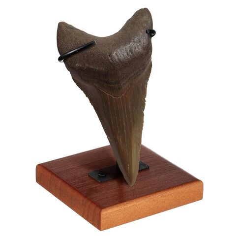 حامل عرض معدني قطعة واحدة من Chunful حامل عرض أسنان سمك القرش Megalodon مع قاعدة خشبية للعقيق المعدني والصخور الكريستالية والأحجار الكريمة والحفريات والجيود المرجانية واللوحة والصور in Saudi Arabia