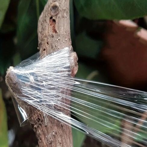 Self-Adhesive PE Grafting Tape Film Stretchable Garden Tree Plants Seedlings Vine Tomato Grafting Accessories in Saudi Arabia