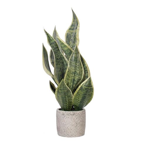 Vickerman 725689-18" Green Snake Plant in Cement Pot (FE224518) Home Office Bushes in Saudi Arabia