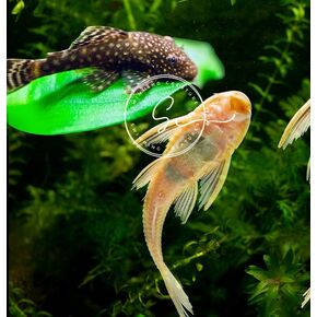 3 Panda Corydoras ، Panda Corycats ، سمك السلور في المياه العذبة in Kuwait