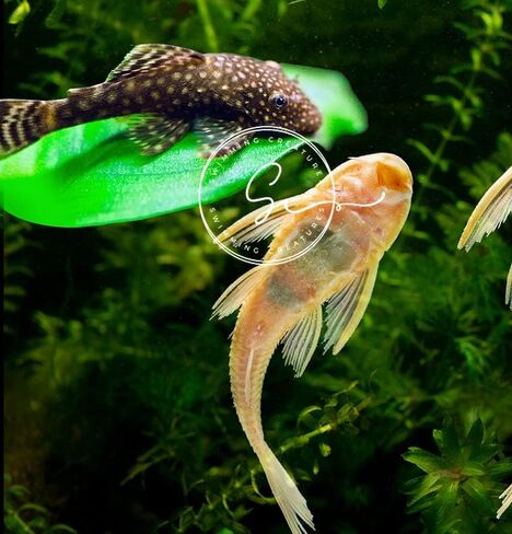 3 Panda Corydoras ، Panda Corycats ، سمك السلور في المياه العذبة in Saudi Arabia