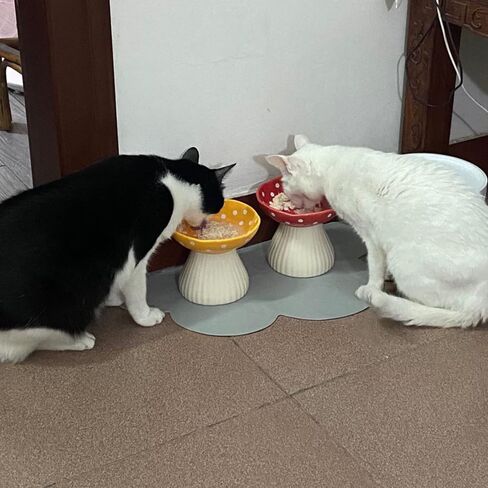 عبوتان من وعاء القطط المرتفع بعرض 15.24 سم من السيراميك المرتفع لطعام القطط للطعام والماء، طبق قطط مائل مناسب للقطط ذات الوجه المسطح، وعاء تغذية القطط، طبق قطط ضحل (أحمر وأصفر، عبوة من 2) in Kuwait