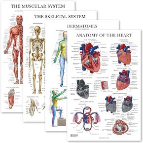 Palace Learning 4 Pack - Anatomical Poster Set - Laminated - Muscular, Skeletal, Dermatomes, Heart Anatomy - Anatomy Chart Set (LAMINATED, 18" x 24")