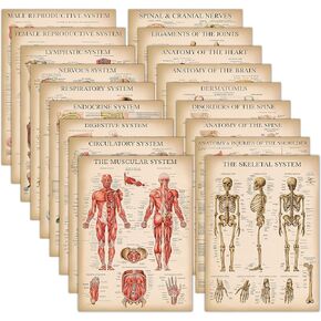 18 Pack - Vintage Anatomy Posters - Laminated - Muscular, Skeletal, Digestive, Respiratory, Circulatory, Endocrine, Lymphatic, Male & Female, Nervous, Spinal Nerves, Anatomical Charts - 18" x 24"