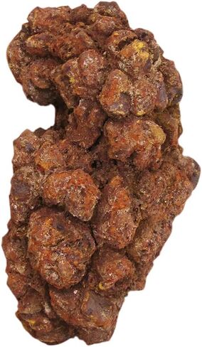 BicBugs Coprolite DINOSAUR POOP fossilized specimen in Saudi Arabia