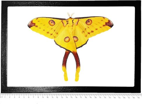 BicBugs Argema mittrei أنثى تستريح تشكل المذنب الأخضر والأصفر عثة زحل مدغشقر مؤطرة in Saudi Arabia