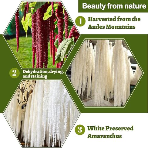 5 قطع من نبات القطيفة الأبيض الطبيعي المجفف، زهور الوستارية المجففة المعلقة مقاس 20-25 بوصة لقوس الزفاف، القطع المركزية، ديكور الحائط، حشو المزهرية، ديكور المنزل in Kuwait