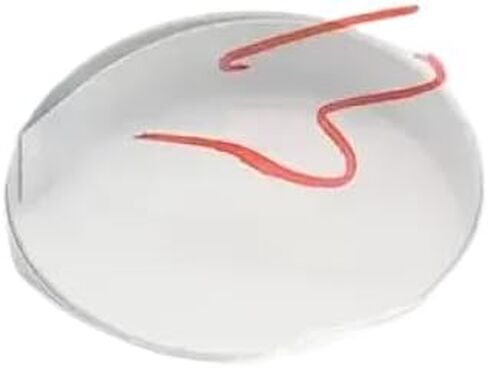 Flat Scan Scanner Compatible with L1110 L3100 L3101 L3110 L3115 L3116 L3150 L3151 L3156 L3160 in Saudi Arabia
