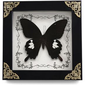 Real Framed Butterfly Taxidermy Butterfly, Butterfly Specimen Display with Wooden Frame, Butterfly Shadow Box Display Wall Hanging Art Decor ( Broadband Phoenix Butterfly ) in Saudi Arabia
