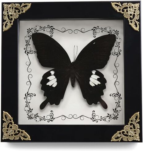 Real Framed Butterfly Taxidermy Butterfly, Butterfly Specimen Display with Wooden Frame, Butterfly Shadow Box Display Wall Hanging Art Decor ( Broadband Phoenix Butterfly ) in Saudi Arabia