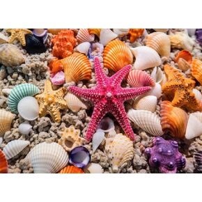 HUADADA Jigsaw Puzzles for Adults 1000 Pieces, Beach Shells Interlock Perfectly Letter on Back No Dust, Home Decor Birthday Party Gift Toy for Men Women Elders Seniors (27.5"x19.6"), 1:1 Poster