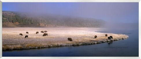 Stupell Industries Bison Animals Grazing Rural River Nature Photography Wood Wall Art, Design By Jim Becia in Saudi Arabia