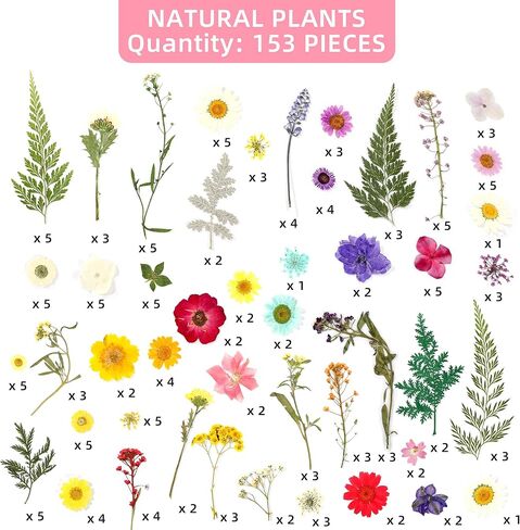 Botanical Pressed Flower Set – Real Dried Flowers & Leaves for Resin Art, Scrapbooking, Candle Making, and DIY Nature Crafts in Saudi Arabia