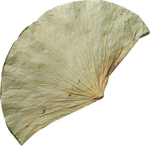 Rainlily Wen Dried Lotus Leaves Sushi Plate Decoration Whole Sheet 30 Pcs Food Wrapping Party Decoration Cooking Radius For 10'' Food Wrapping Party making Lo Mai Gai (30) in Saudi Arabia
