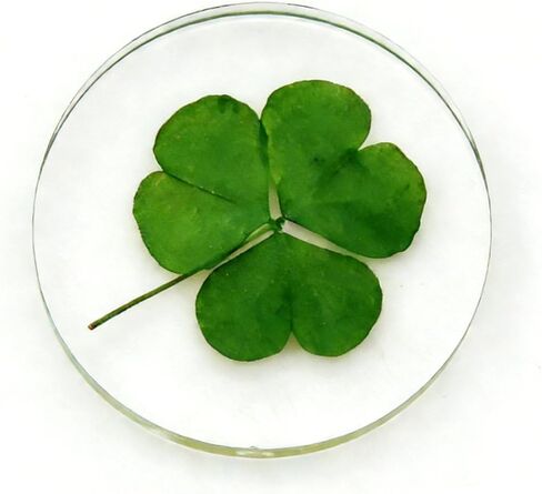 St. Patrick's Day Real Shamrock Plant, Good Luck Charm Pocket Token, Irish Gifts for Friends, Family, 1.25" (Shamrock Plant Pocket Token) in Saudi Arabia