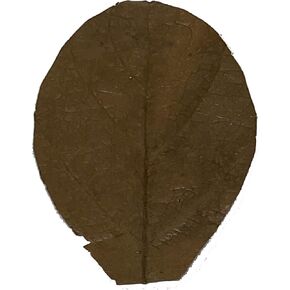 اووسوم اكواتيك اوراق بيتا 10 4 انش - 6 انش، اوراق اللوز الهندية الفاخرة كاتابا موطن طبيعي، تنتج التانين وتحسن المناعة وتهدئ وتقلل من الاجهاد، سهلة الاستخدام للاسماك المقاتلة السيامية in Kuwait