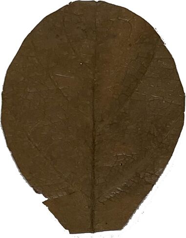 Awesome Aquatic Betta Leaves 10 4" - 6" Premium Catappa Indian Almond Leaves Natural Habitat, Tannin Producing, Improves Immunity, Calms and Reduces Stress, Easy to Use for Siamese Fighting Fish in Kuwait