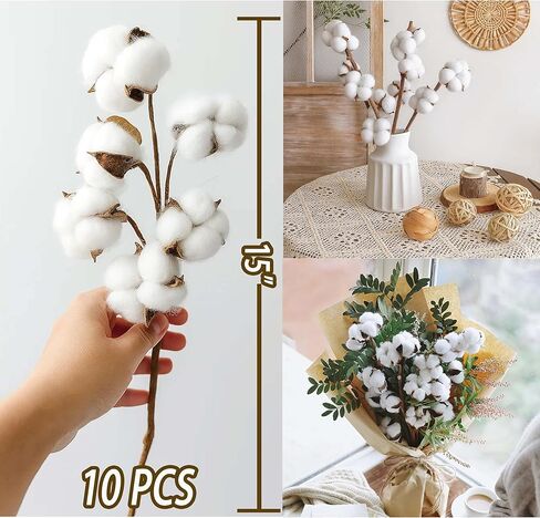 10 عبوات من سيقان القطن الطبيعي المجفف - زهور قطنية حقيقية مقاس 15 بوصة مع 20 كرة، حزمة فروع ديكور مزرعة ريفية لحشو المزهرية DIY وقطعة الزفاف المركزية، عيد الميلاد، الهالوين in Kuwait
