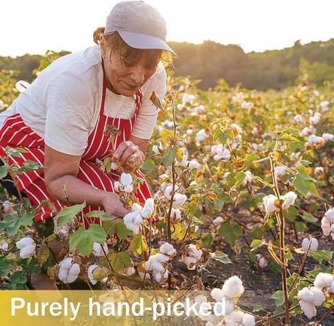 10 عبوات من سيقان القطن الطبيعي المجفف - زهور قطنية حقيقية مقاس 15 بوصة مع 20 كرة، حزمة فروع ديكور مزرعة ريفية لحشو المزهرية DIY وقطعة الزفاف المركزية، عيد الميلاد، الهالوين in Kuwait