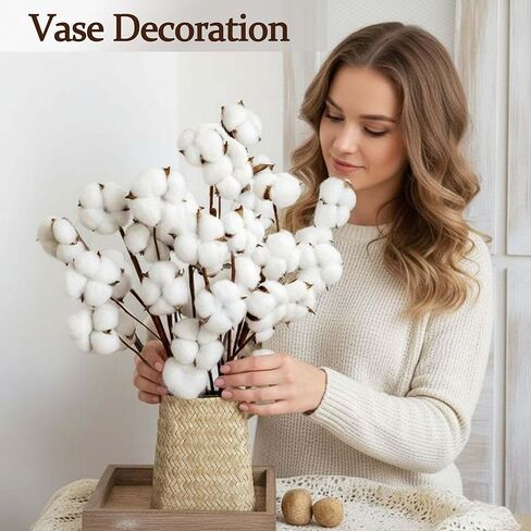 10 عبوات من سيقان القطن الطبيعي المجفف - زهور قطنية حقيقية مقاس 15 بوصة مع 20 كرة، حزمة فروع ديكور مزرعة ريفية لحشو المزهرية DIY وقطعة الزفاف المركزية، عيد الميلاد، الهالوين in Kuwait