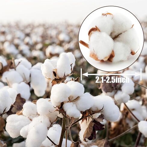 10 عبوات من سيقان القطن الطبيعي المجفف - زهور قطنية حقيقية مقاس 15 بوصة مع 20 كرة، حزمة فروع ديكور مزرعة ريفية لحشو المزهرية DIY وقطعة الزفاف المركزية، عيد الميلاد، الهالوين in Kuwait