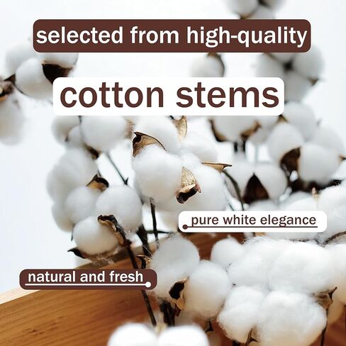 10 عبوات من سيقان القطن الطبيعي المجفف - زهور قطنية حقيقية مقاس 15 بوصة مع 20 كرة، حزمة فروع ديكور مزرعة ريفية لحشو المزهرية DIY وقطعة الزفاف المركزية، عيد الميلاد، الهالوين in Kuwait