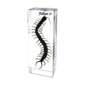 Cherish XT Real Animal Scolopendra subspinipes Centipede Specimen Paperweight Science Classroom Taxidermy for Science Education