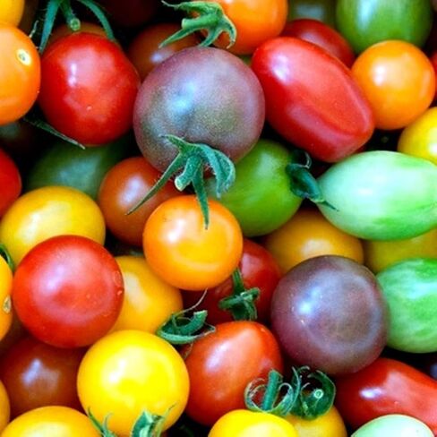 Rainbow Cherry Tomato Seeds for Planting - 100+ Seeds - Amazing Colors and Taste - Great for Salads - Dwarf Fruit Seeds in Saudi Arabia