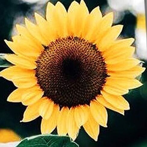 ربطات عنق رجالي من Three Rooker Sunflower Ties ربطة عنق زهرية طبيعية للرجال in Kuwait