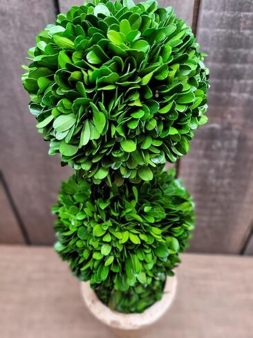 خشب البقس المحفوظ 20 بوصة توبياري مزدوج الكرات in Kuwait