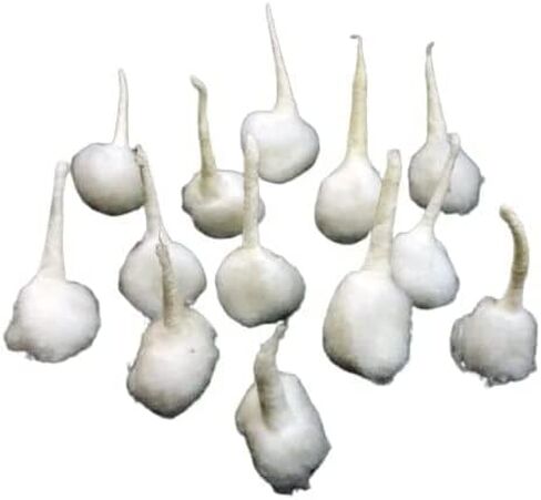 فتائل قطنية بيضاء مصنوعة يدويًا/باتي لمصباح الزيت فتائل قطن بوجا التقليدية ديا (عبوة من 75 قطعة) (فتائل مستديرة) in Kuwait