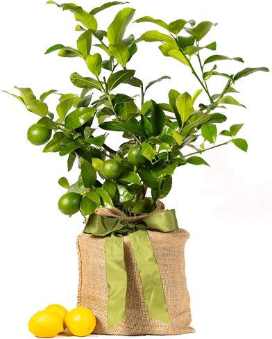 Meyer Lemon Tree Gift, Live Fruit Plant, Easy Care, Low Maintenance, Juicy Lemons, Unique Housewarming Gift, by The Magnolia Company, 1-2 Feet Tall, No Ship to CA, TX, AZ, LA, AL in Saudi Arabia